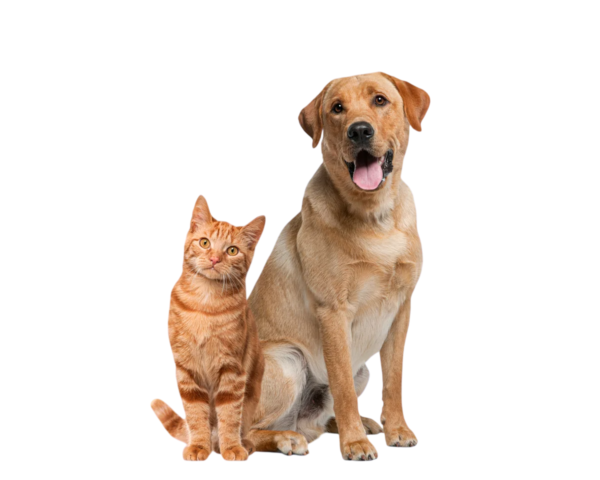 Happy pets