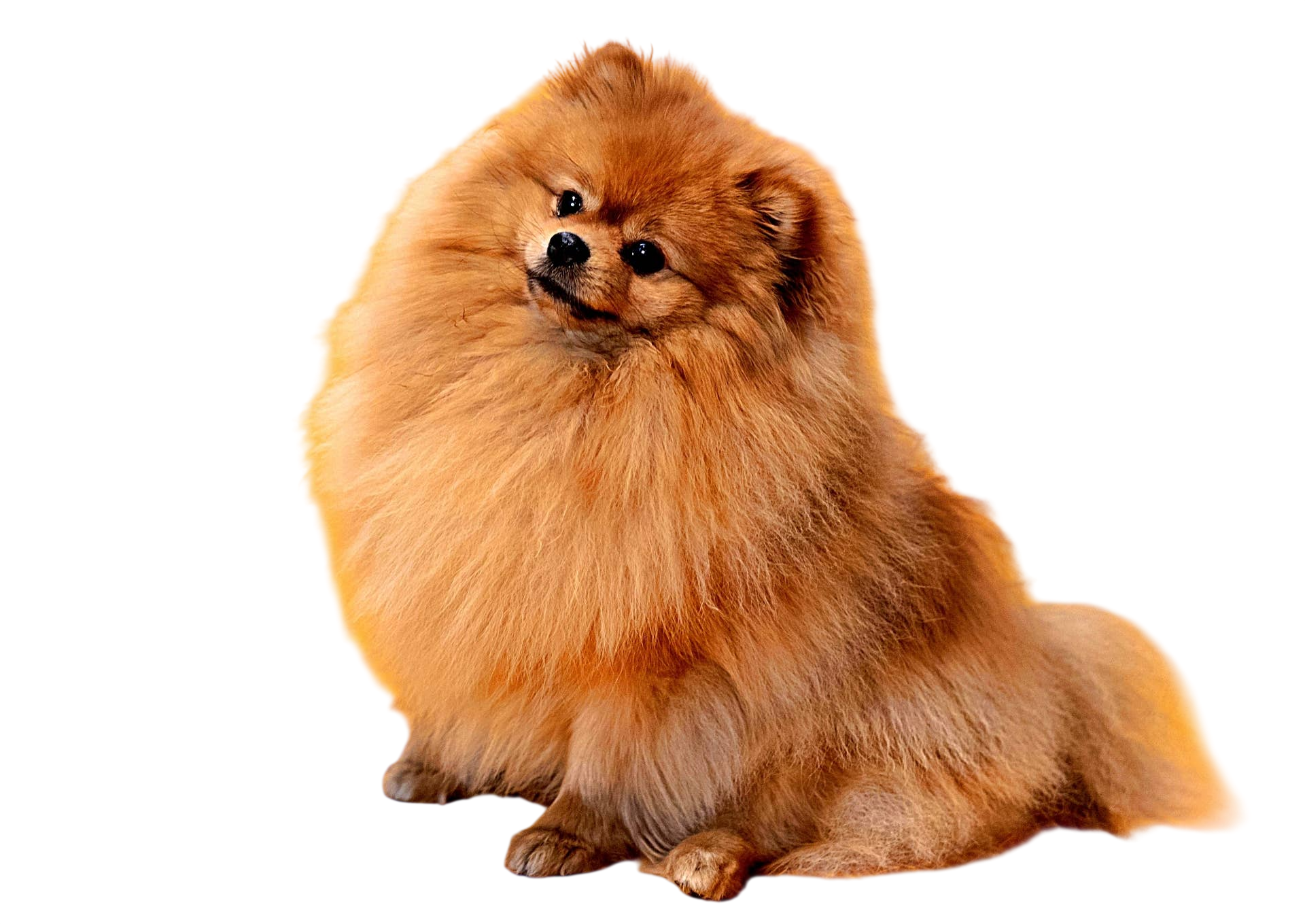 Cute dog